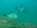 foto de buceo