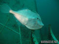 foto de buceo