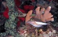 foto de buceo