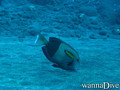 foto de buceo