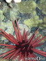foto de buceo