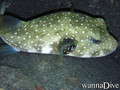 foto de buceo