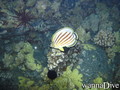 foto de buceo