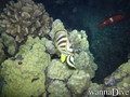 foto de buceo