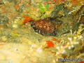 foto de buceo