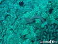foto de buceo