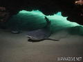 foto de buceo