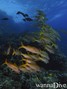 foto de buceo