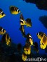foto de buceo