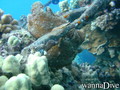 foto de buceo