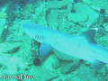 foto de buceo