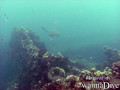 foto de buceo