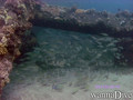 foto de buceo