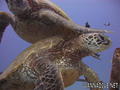 foto de buceo