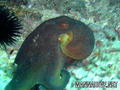 foto de buceo
