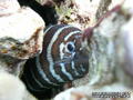 foto de buceo