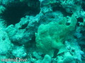 foto de buceo