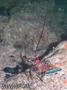 foto de buceo