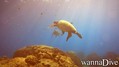foto de buceo