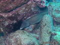 foto de buceo