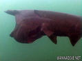 foto de buceo