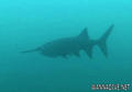 foto de buceo