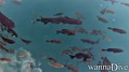 foto de buceo