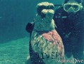 foto de buceo