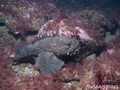 foto de buceo