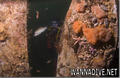 foto de buceo