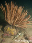 foto de buceo