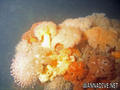 foto de buceo