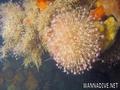 foto de buceo