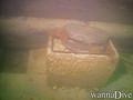 foto de buceo
