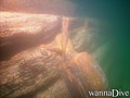 foto de buceo