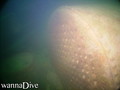 foto de buceo