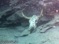 foto de buceo