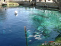 foto de buceo