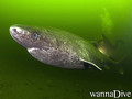 foto de buceo