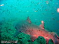 foto de buceo