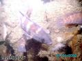 foto de buceo
