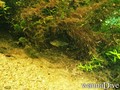 foto de buceo