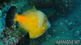 foto de buceo