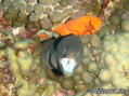 foto de buceo