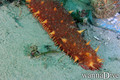 foto de buceo