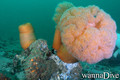 foto de buceo