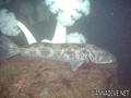 foto de buceo