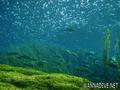 foto de buceo