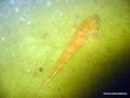 foto de buceo