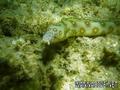 foto de buceo